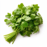 cilantro