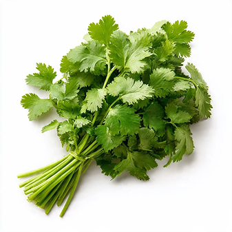 cilantro