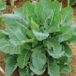 collard-georgia-southern-ndp-1