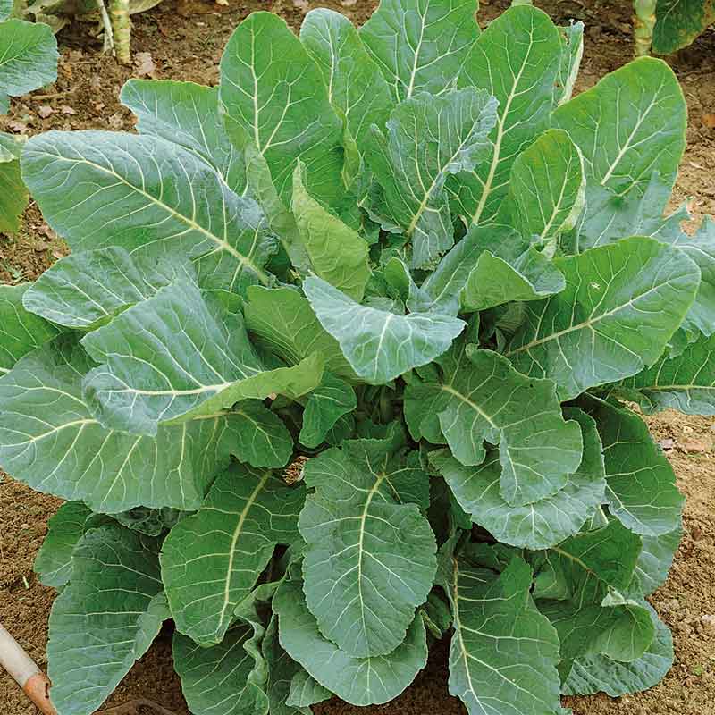 collard-georgia-southern-ndp-1