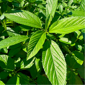 Jute Leaves