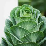 how-to-grow-collard-greens-4125810-1-6c6d59f637974277b297d7e4f9c1a922