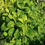 images (20)