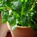 images (22)