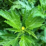 jute-leaves-2 (1)