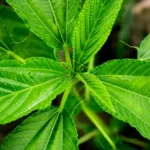 natural-jute-leaves-closeup-photo-baby-plant-growing-fields-184841037 (2)