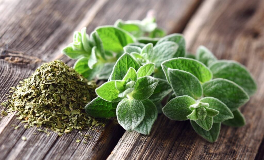 oregano-uses