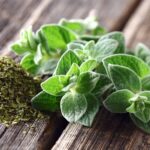oregano-uses