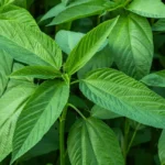 saluyot-jute-leaves-1296×728-header
