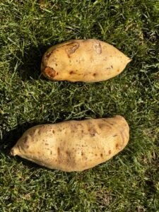 2-tubers