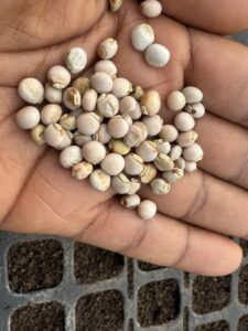 6-legumes