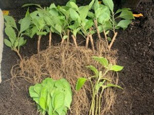 7-herbs