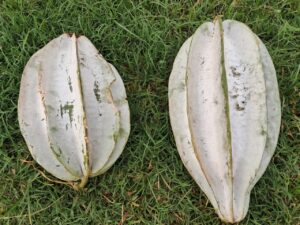 8-gourds