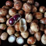 Bambara Pods