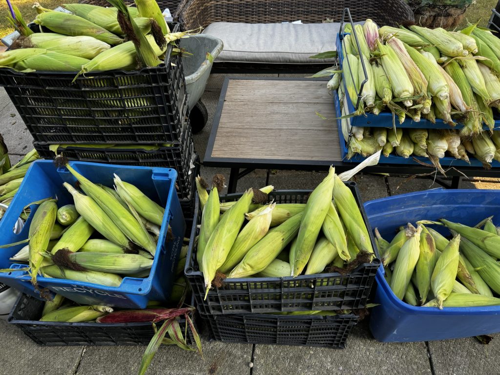 Corn harvest