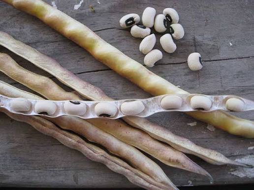 Cow Pea