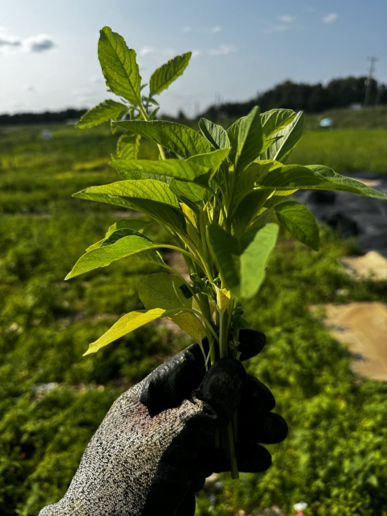 Farm shot