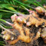 Fresh_Ginger_1024x1024 (1)