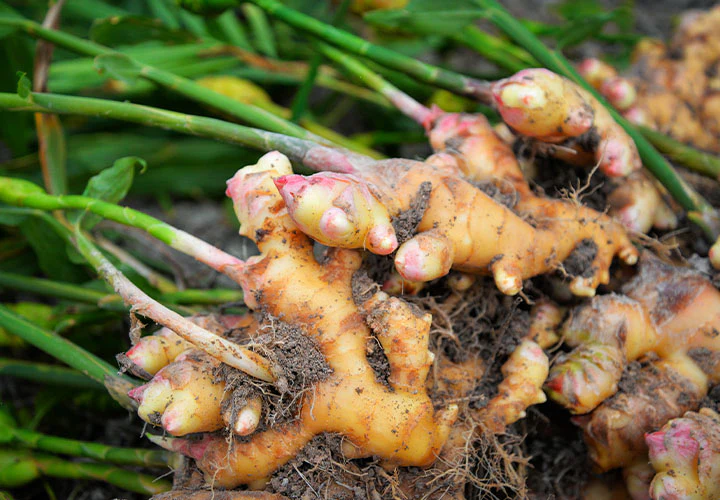 Fresh_Ginger_1024x1024 (1)