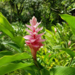 Ginger Flower