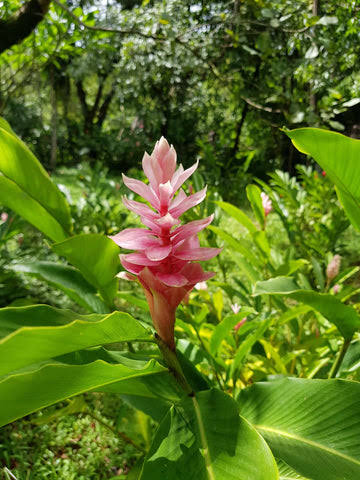 Ginger Flower