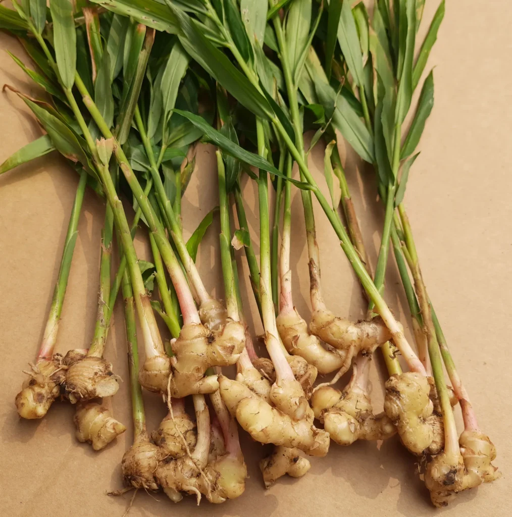 Indian-ginger-Zingiber-officinale