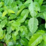 Oha Shrub