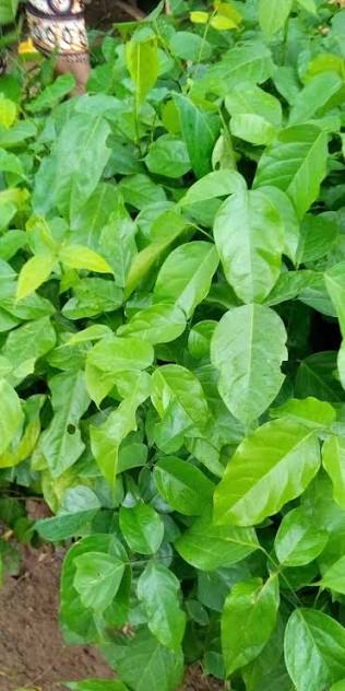 Oha Shrub