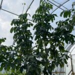 Oha Tree