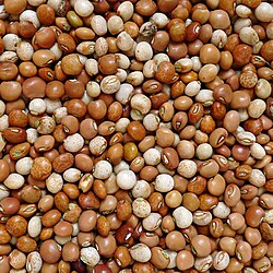 PigeonPea