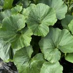 Squash leaves