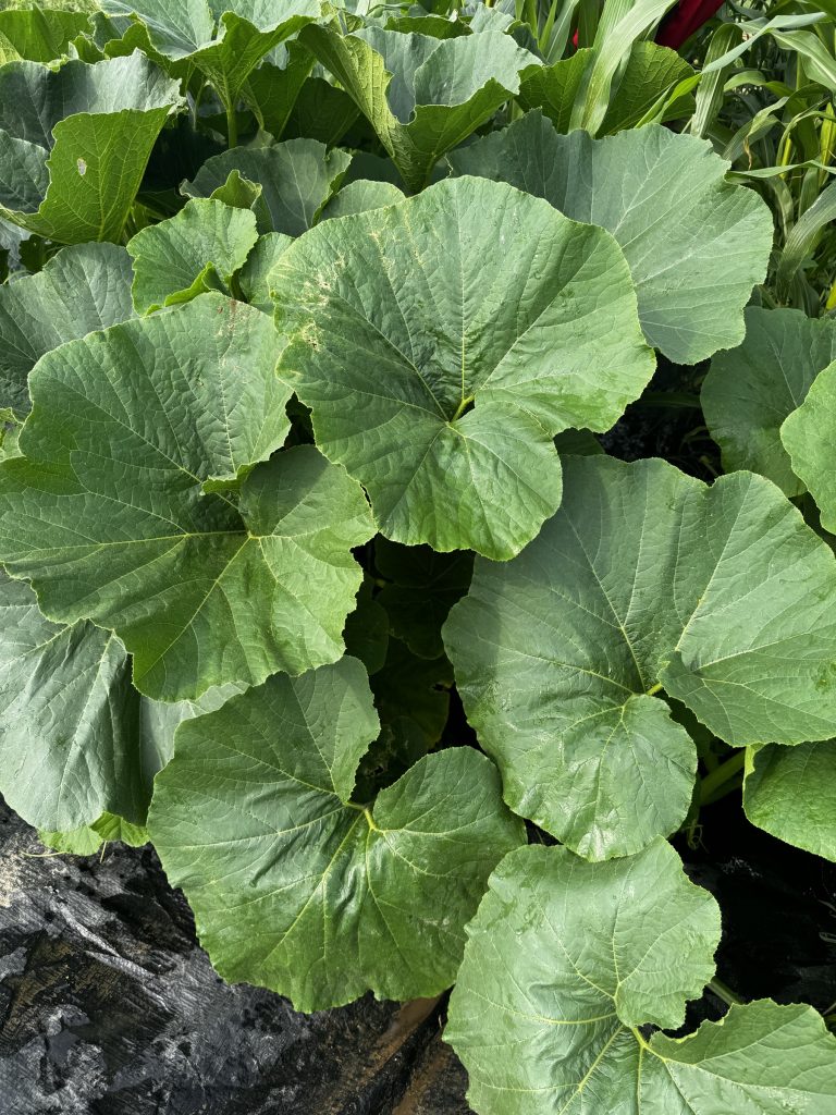 Squash leaves