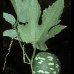 Tagiri leaf