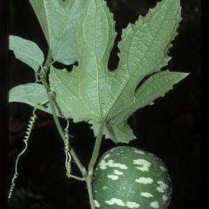 Tagiri leaf