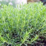 Tarragon bush