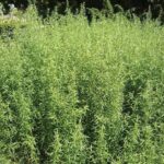 Tarragon field