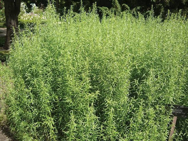 Tarragon field