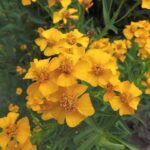 Tarragon flower