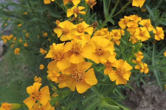 Tarragon flower