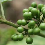 Turkey Berry Cluster