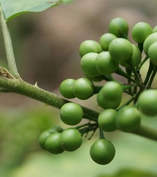 Turkey Berry Cluster