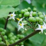 Turkey Berry Flower