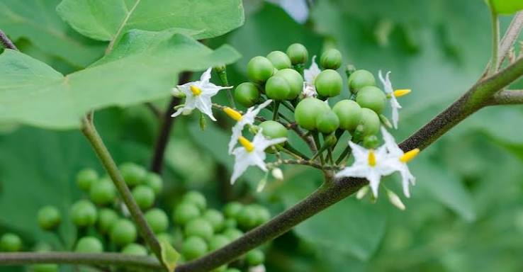 Turkey Berry Flower