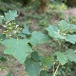 Turkey Berry Plant