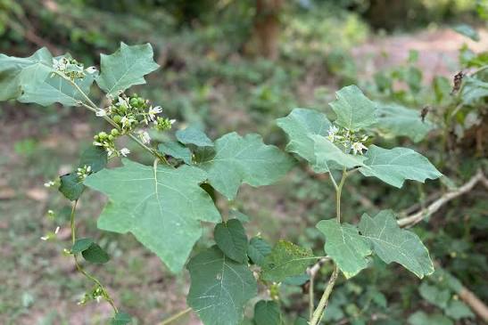 Turkey Berry Plant