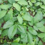 Ugu Field