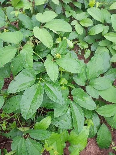 Ugu Field