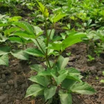 Ugu Plant