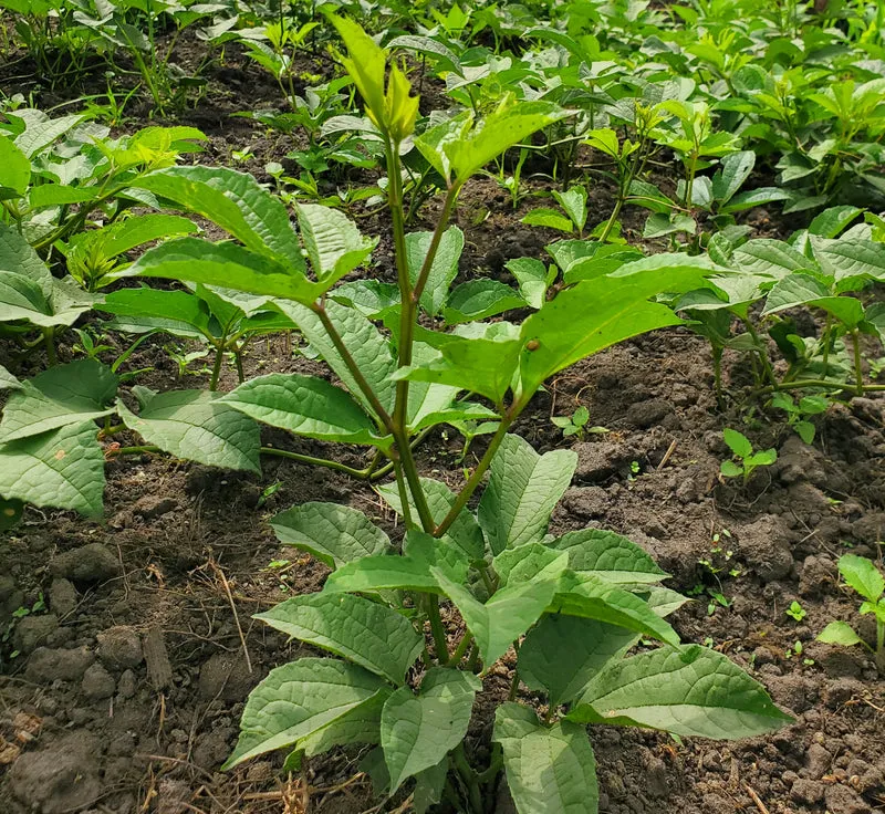 Ugu Plant