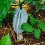 Ugu gourd